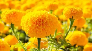 Marigold Magic: A Step-by-Step Guide to Winter Blooms