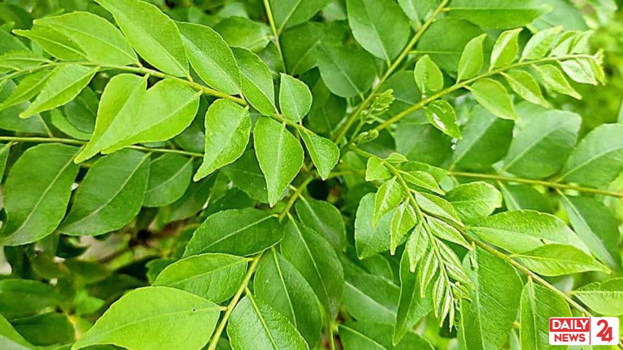 Curry Leaves