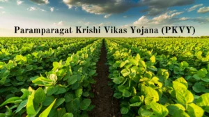 Paramparagat Krishi Vikas Yojana: Cultivating a Bountiful Future Through Organic Farming