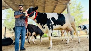 Rajasthan Gopal Credit Card Scheme A Boon for Cattle Rearers