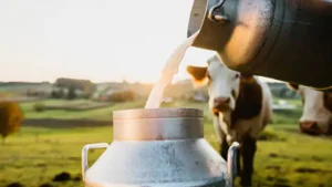 Ditch the Cow Milk Embrace the Goat Rethinking Dairy in the Age of Modern Health