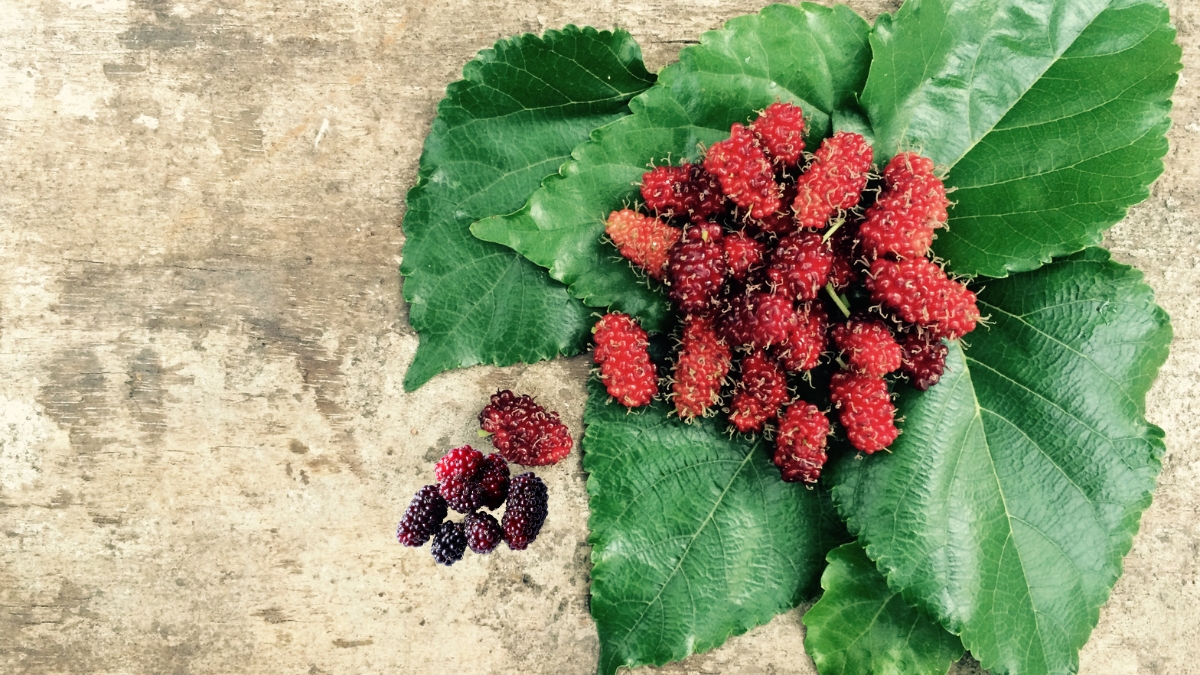 Mulberry Benefits सौंदर्य, आरोग्य आणि उर्जेचा एकत्रित स्फोट