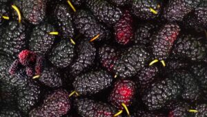 Mulberry Benefits सौंदर्य, आरोग्य आणि उर्जेचा एकत्रित स्फोट