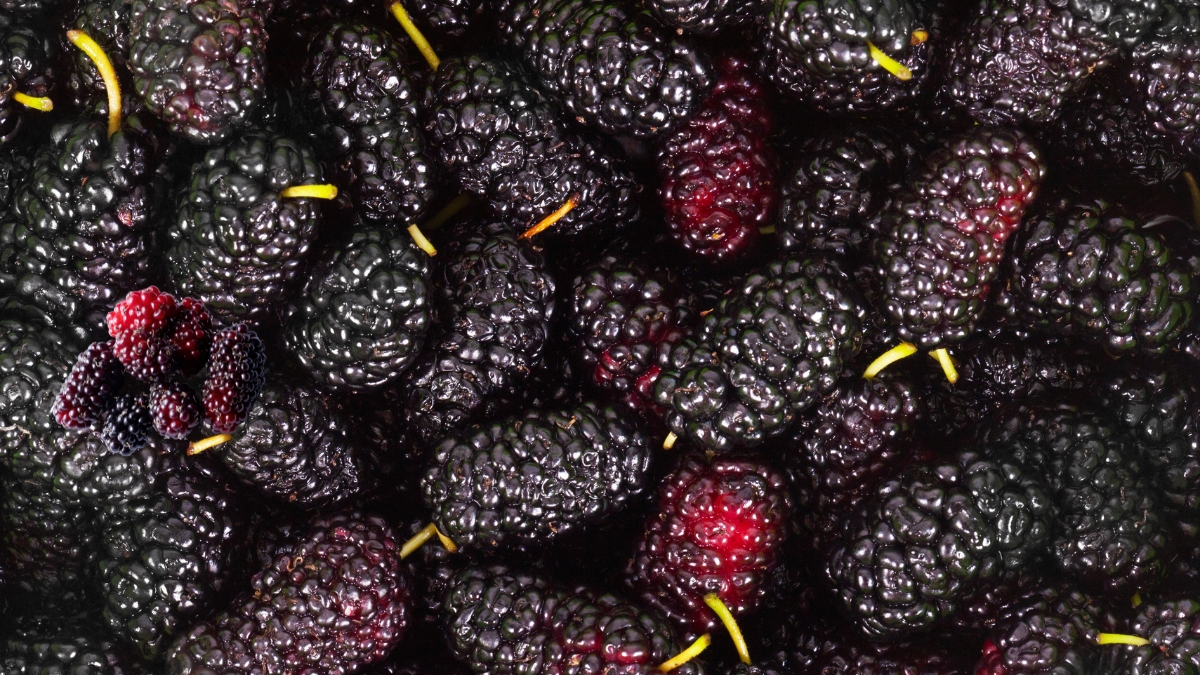 Mulberry Benefits सौंदर्य, आरोग्य आणि उर्जेचा एकत्रित स्फोट