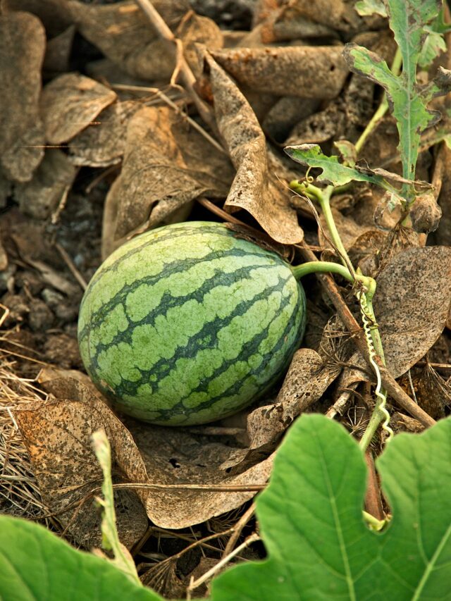 1200px-Taiwan_2009_Tainan_City_Organic_Farm_Watermelon_FRD_7962