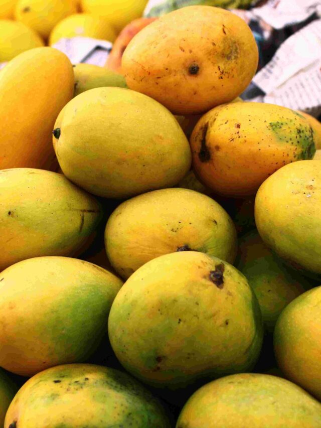 13mango-photojpg