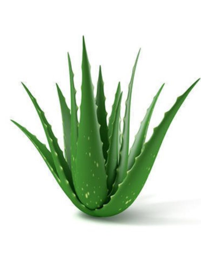 natural-aloe-vera-leaf