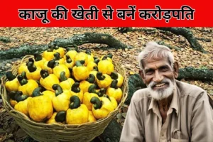 Cashew Farming Business Idea: काजू की खेती से बनें करोड़पति, जानें कैसे कम निवेश में कमाएं लाखों