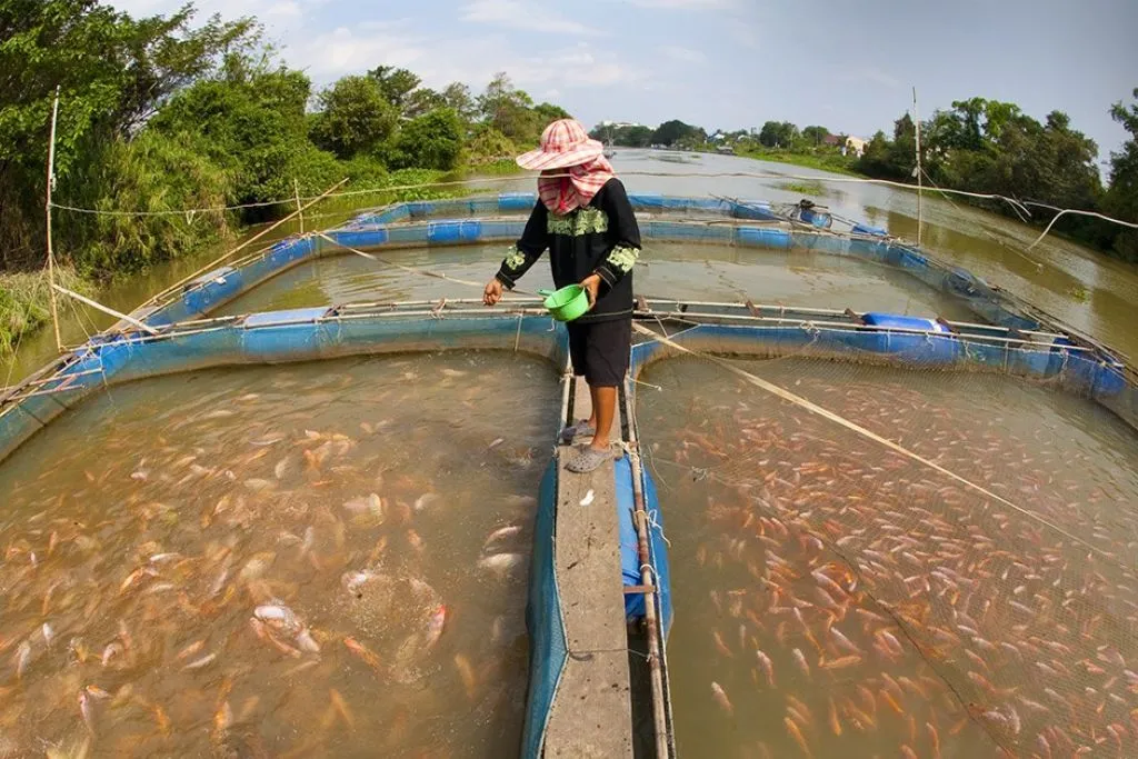 Fish Farming