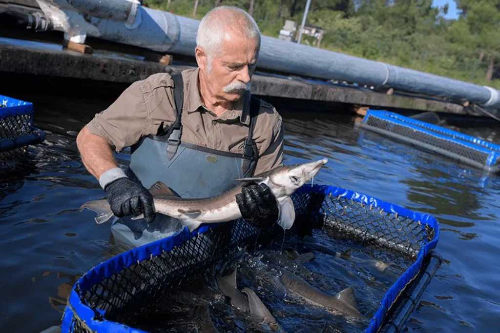 Fish Farming