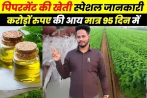 Mentha Farming Business Idea: 3 महीने में लाखों कमाने का आसान तरीका, कैसे करें ‘हरा सोना’ की खेती