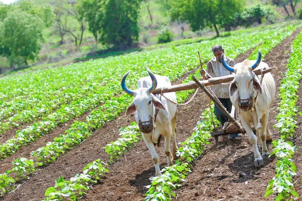 PM Kisan Yojana