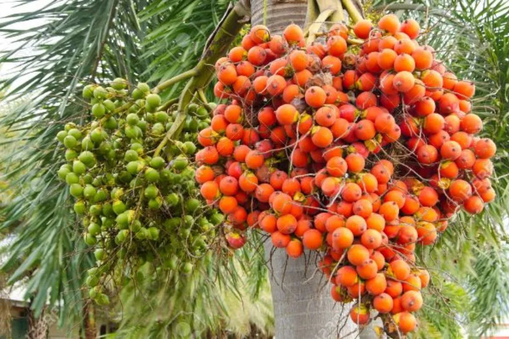 Areca Nut Farming