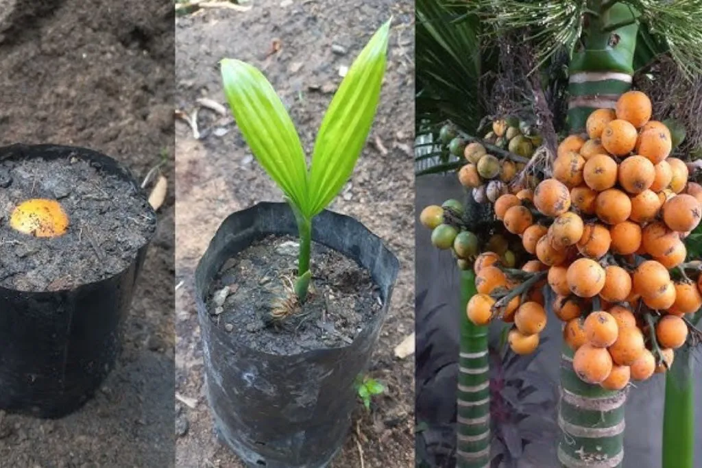 Areca Nut Farming