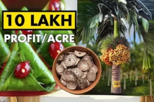 Areca Nut Farming: जानिए कैसे सुपारी की खेती से कमा सकते हैं लाखों रुपये सालाना