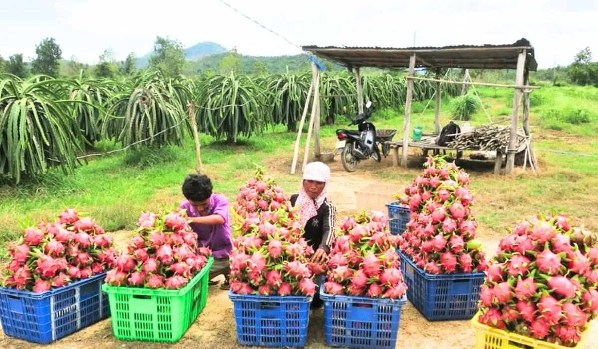 Dragon Fruit Farming Business