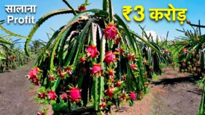 Dragon Fruit Farming Business: ड्रैगन फ्रूट की खेती से हर साल कमाएं लाखों, मिलेगी 3 लाख रुपए की सब्सिडी