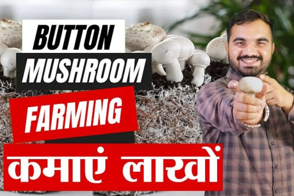 Pahadi Mashroom Farming Business