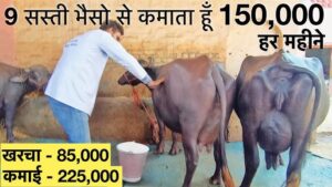 बिहार में Dairy Farming Business से कमाएं लाखों! 75% तक सब्सिडी का लाभ उठाएं, जानें कैसे शुरू करें अपना व्यवसाय