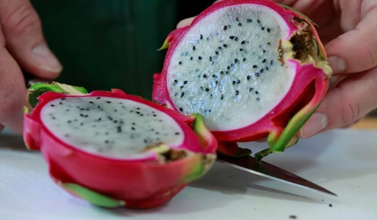 Dragon Fruit Business