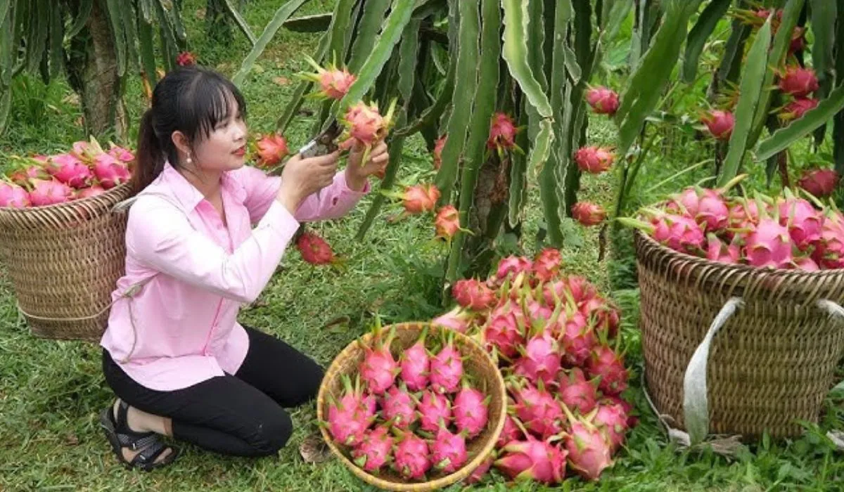 Dragon Fruit Business