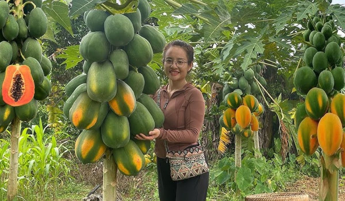 Papaya Cultivation