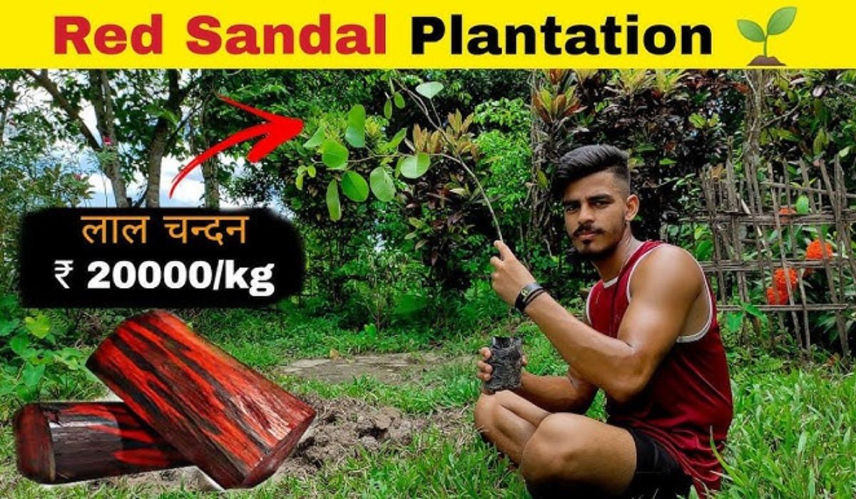 Sandalwood Cultivation