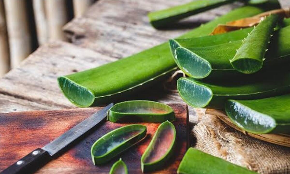 Aloe Vera For Hair Growth