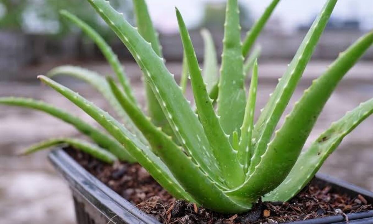 Aloe Vera For Hair Growth 