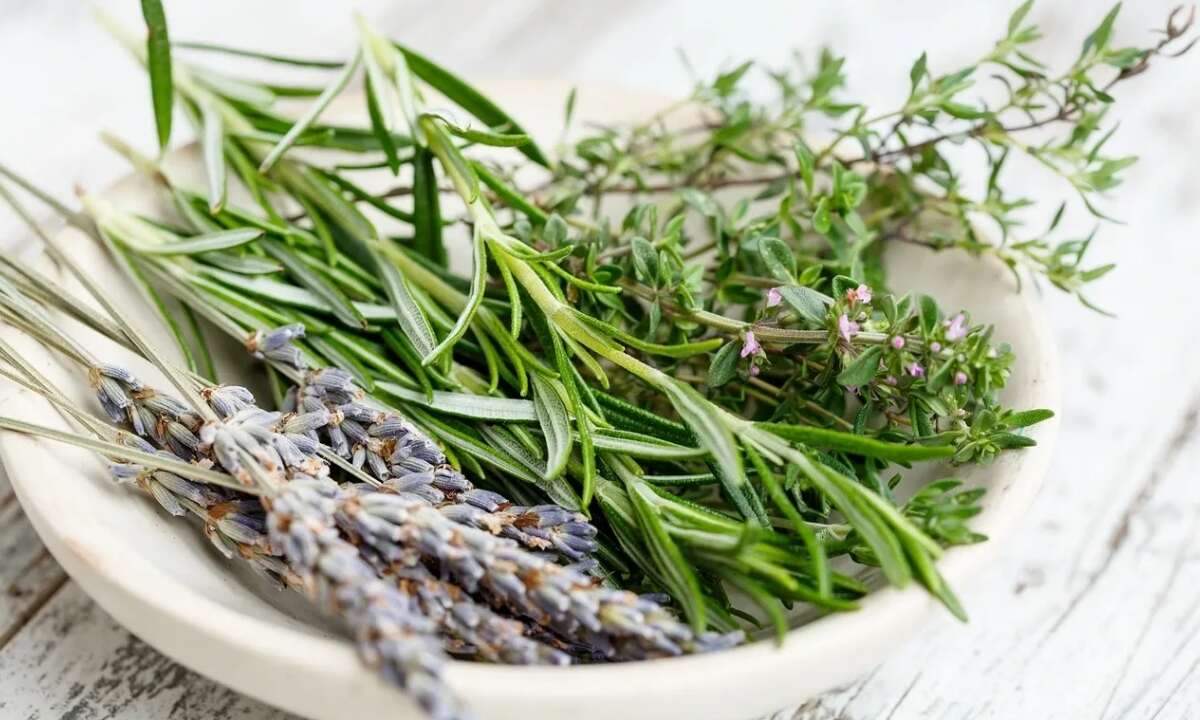 Onion Vs Rosemary For Hair Health 