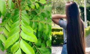 Long Hair Tips: बालों को लंबे और घने बनाने के लिए, ये है सबसे कारगर देसी नुस्खा जानिए विधि