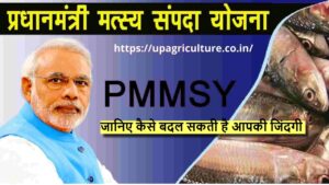 PM Matsya Sampada Yojana: महिलाओं को मिलेगा 60% वित्तीय सहायता, जानिए कैसे बदल सकती है आपकी जिंदगी