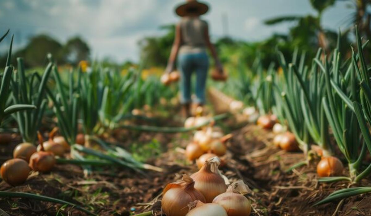 Onion Farming