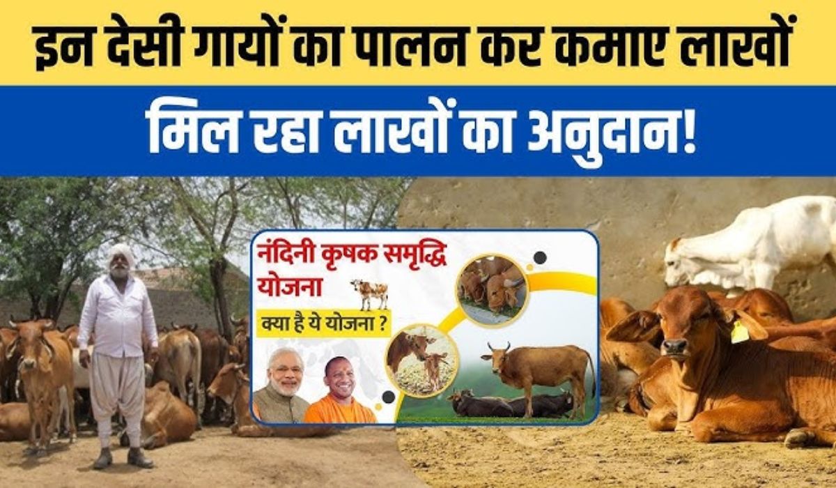 Desi Cow Palan Yojana