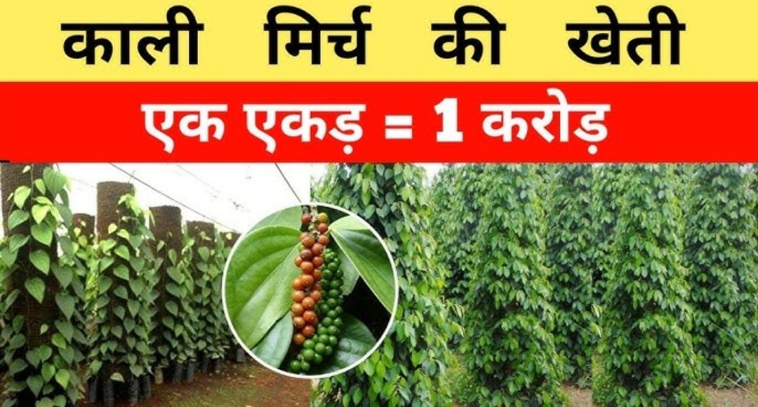 Black Pepper Cultivation