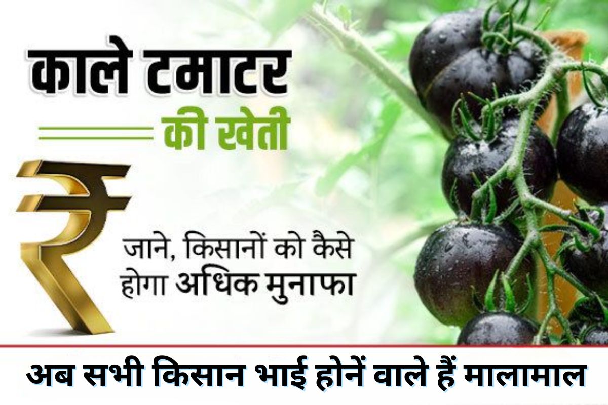 Black Tomato Farming