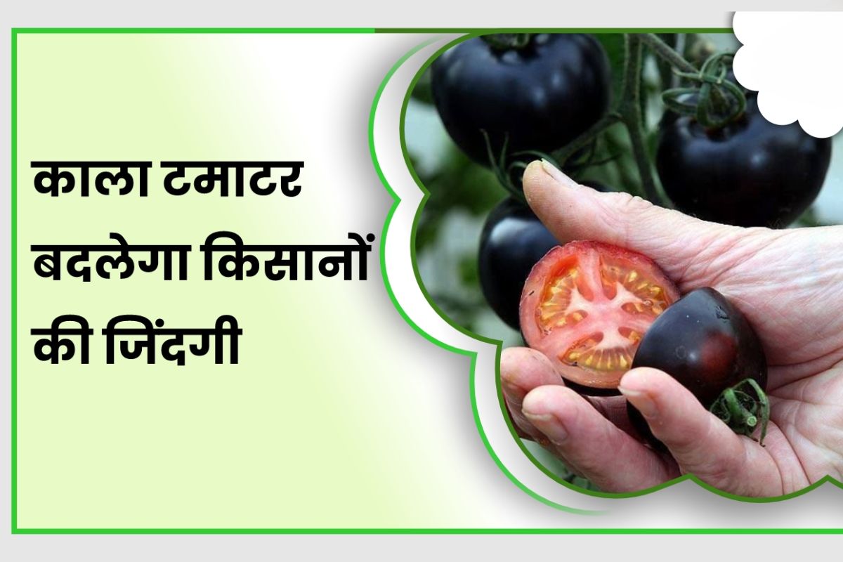 Black Tomato Farming