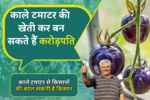 Black Tomato Farming: काले टमाटर से किसानों की बदल सकती है किस्मत, जानिए कैसे कमाएं लाखों