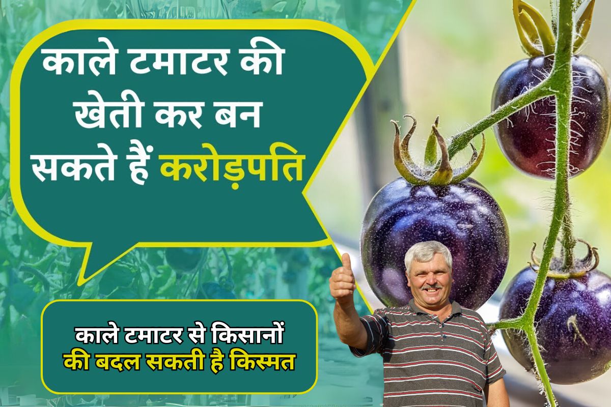 Black Tomato Farming