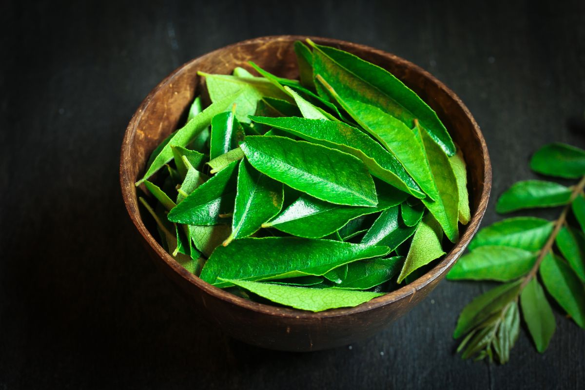 Curry Leaf Farming
