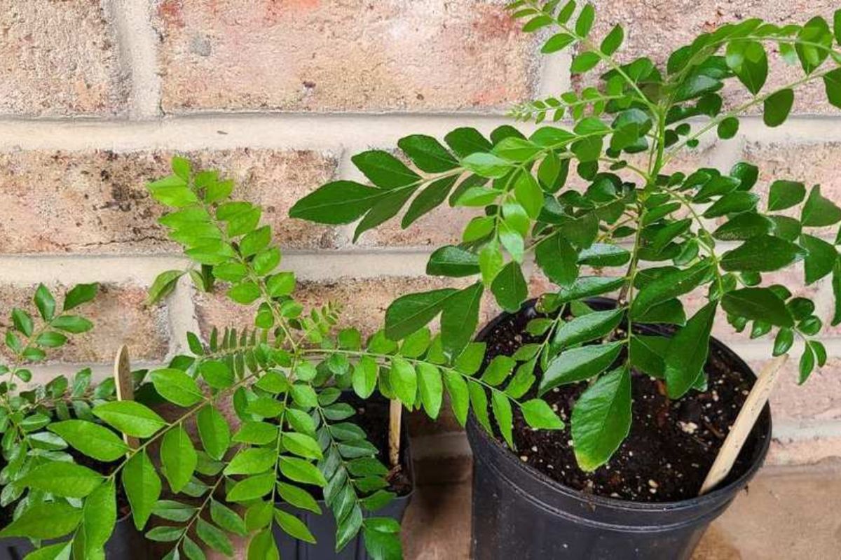 Curry Leaf Farming