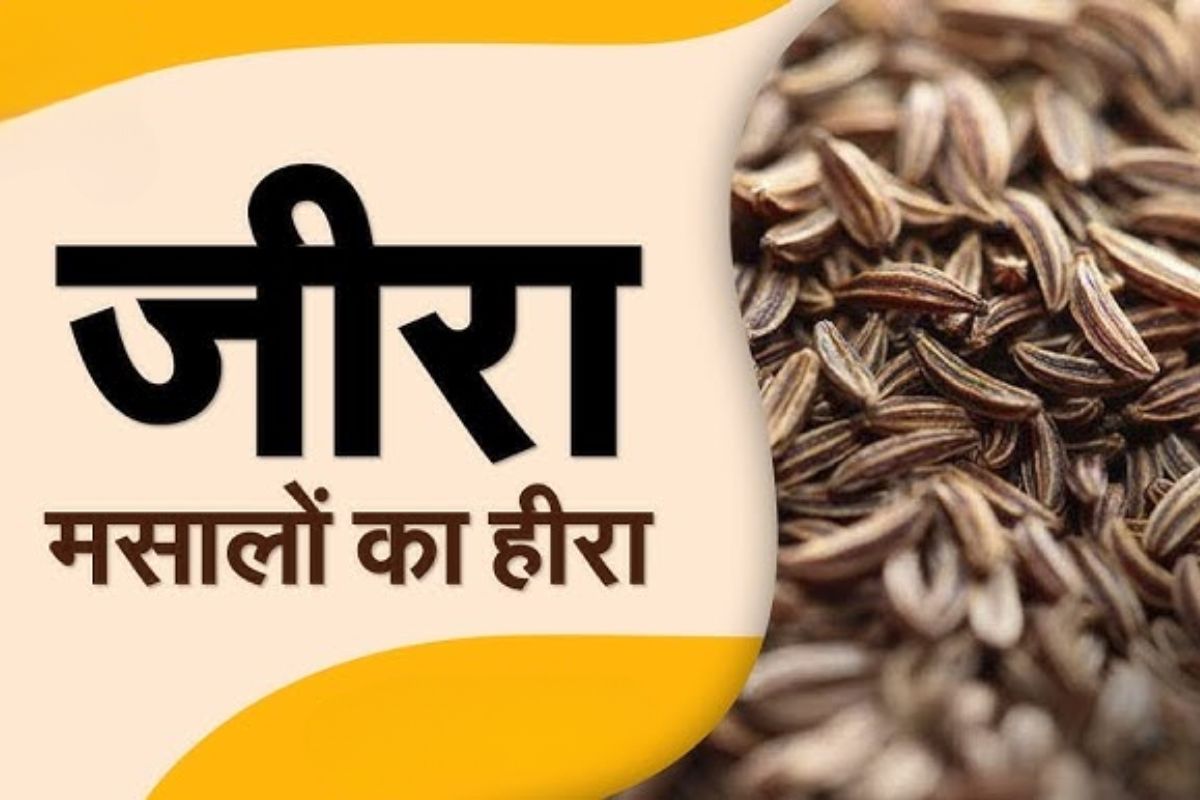 Jeere Ki Kheti