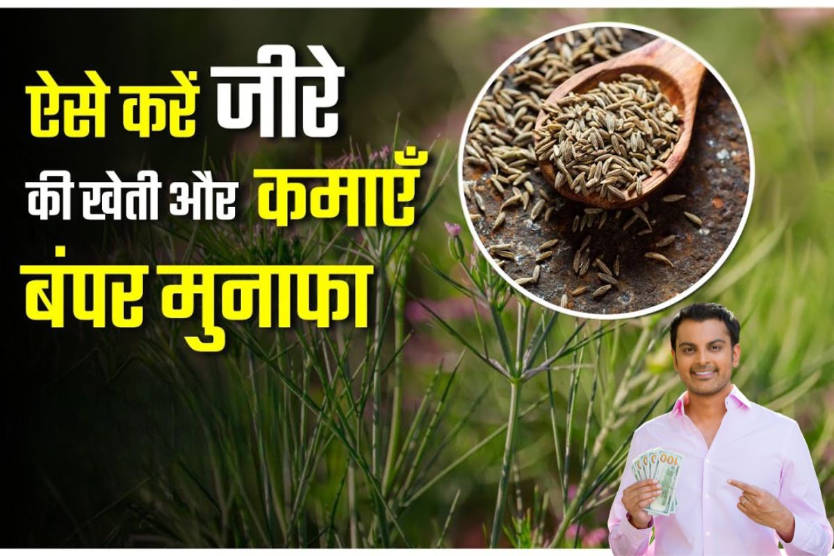 Jeere Ki Kheti