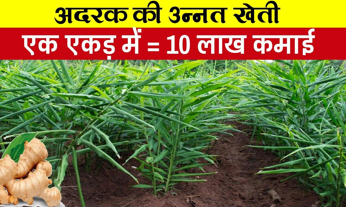 Adrak Ki Kheti
