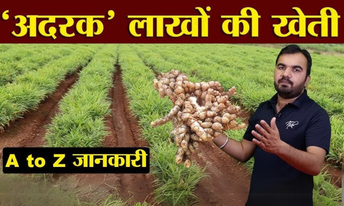 Adrak Ki Kheti