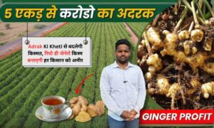 Adrak Ki Kheti