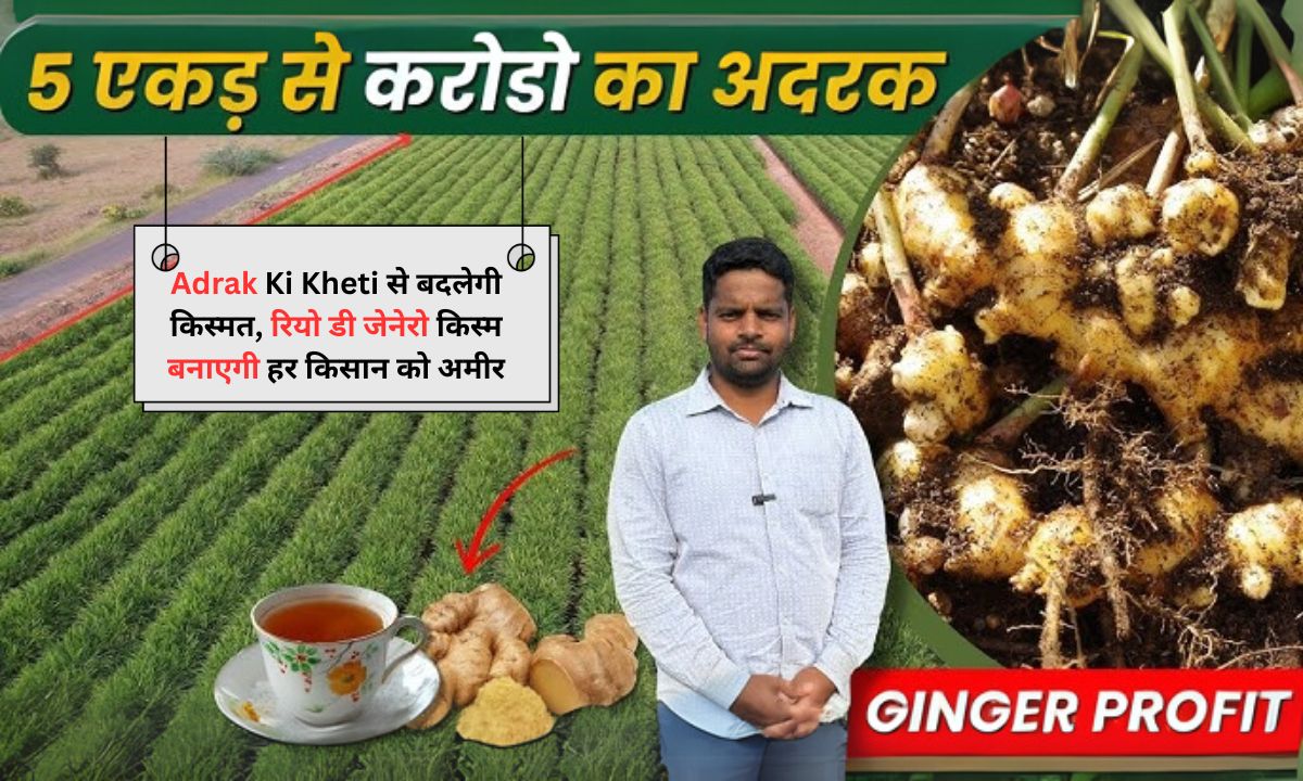 Adrak Ki Kheti