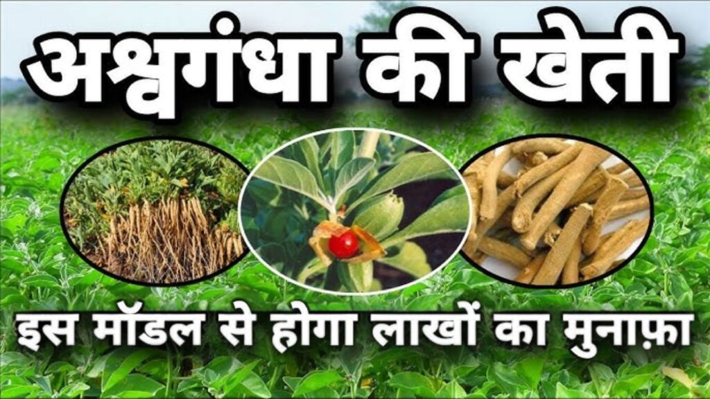 Ashwagandha
