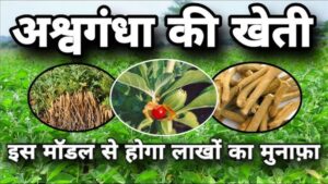 Ashwagandha