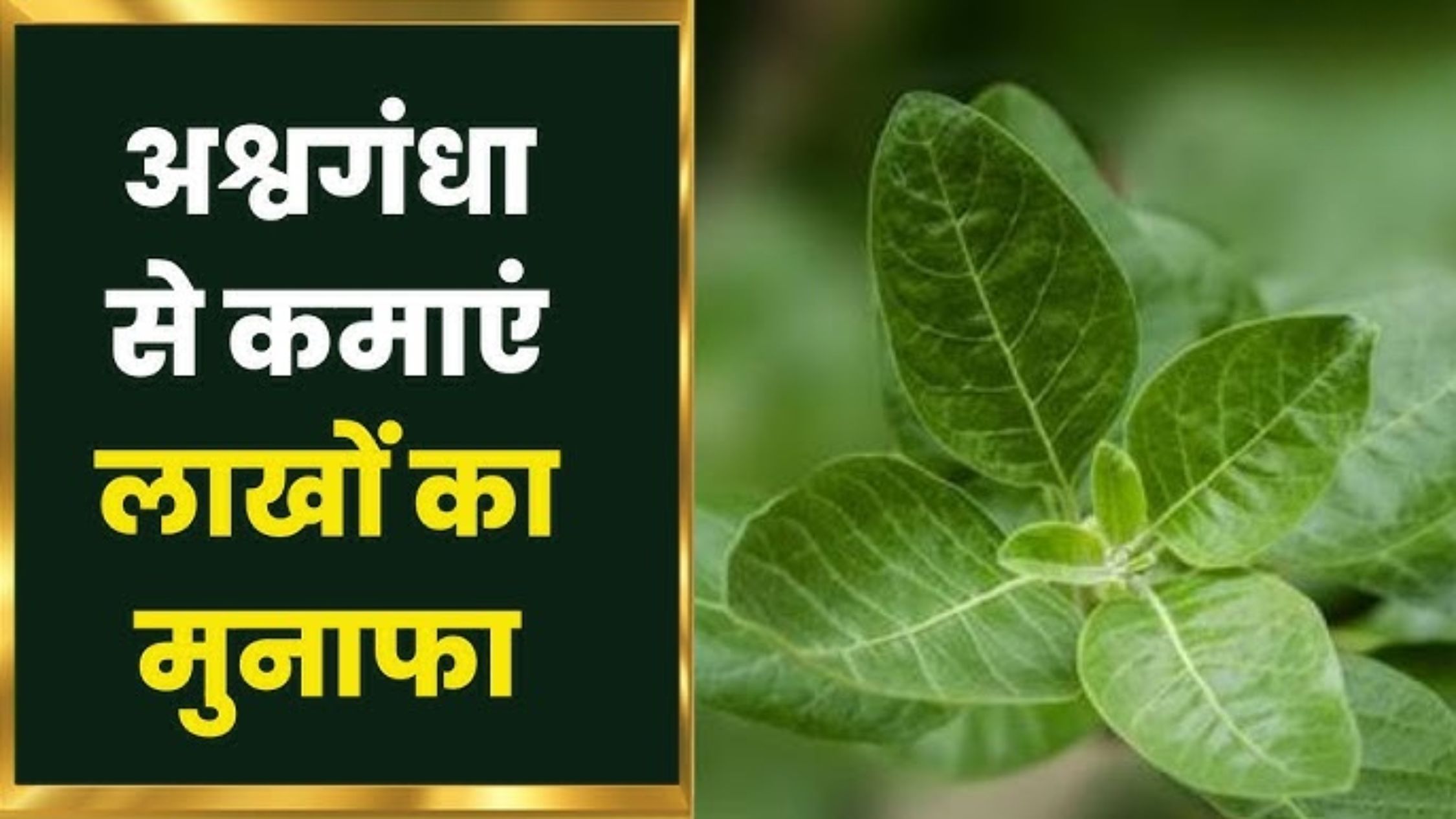 Ashwagandha